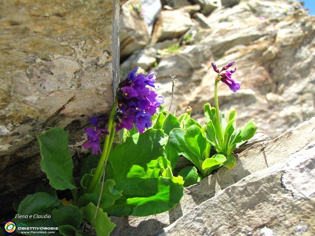 22 Fiiorellini fra le rocce.JPG